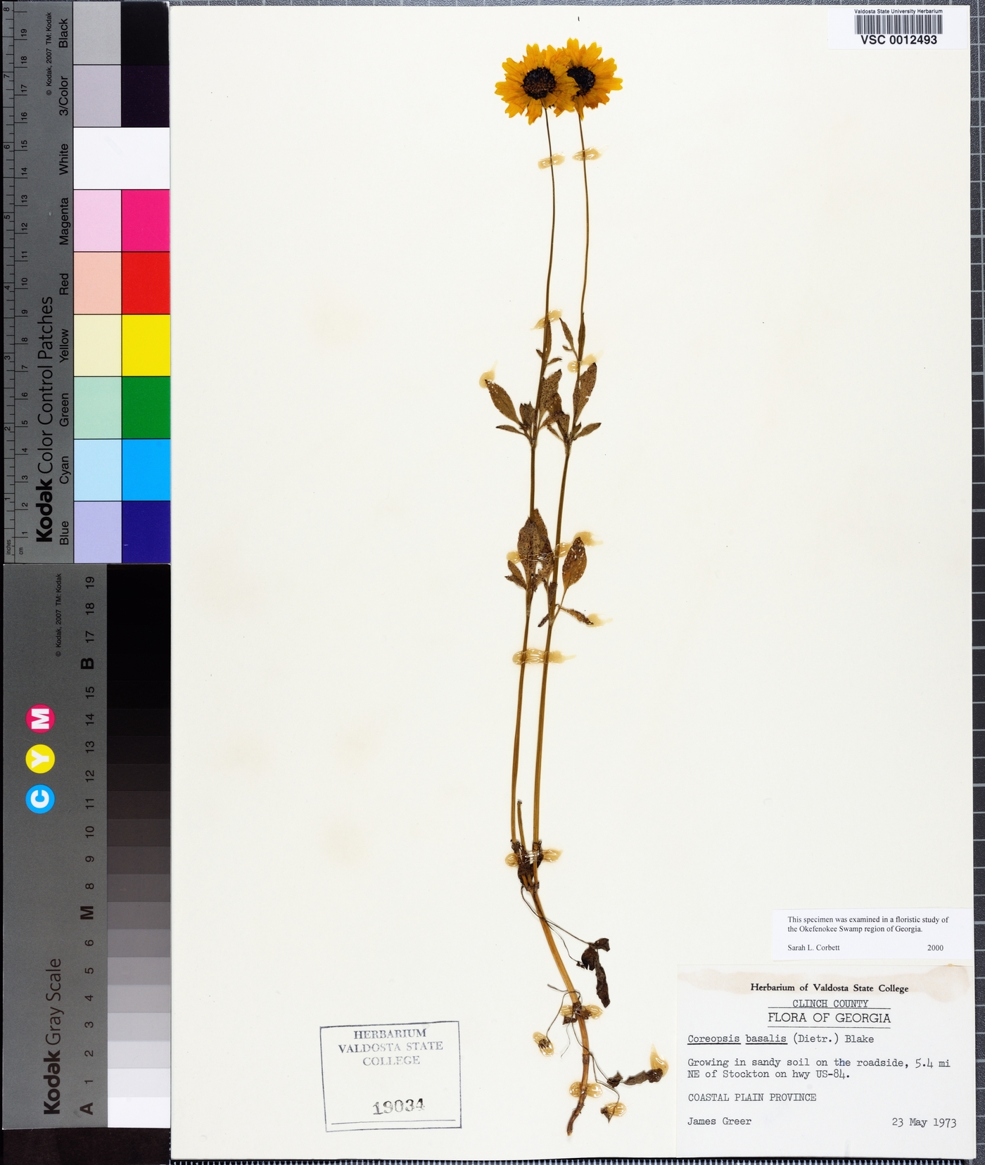 Coreopsis basalis image