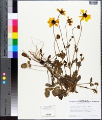 Coreopsis basalis image