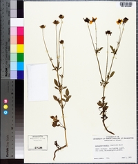 Coreopsis basalis image