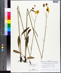 Coreopsis falcata image