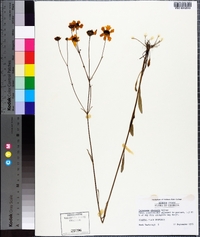 Coreopsis gladiata image