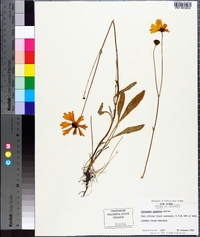 Coreopsis gladiata image