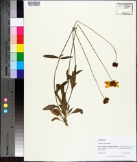 Coreopsis lanceolata image