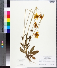 Coreopsis lanceolata image