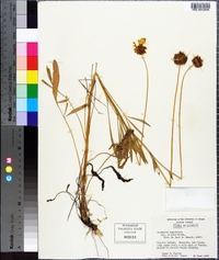 Coreopsis lanceolata image