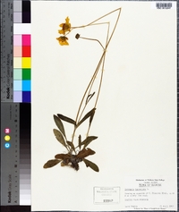 Coreopsis lanceolata image