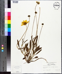 Coreopsis lanceolata image