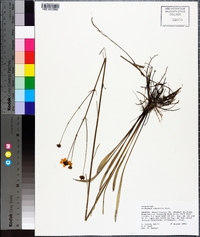 Coreopsis linifolia image