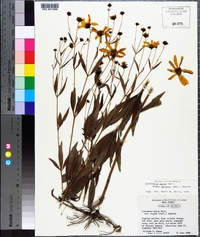 Coreopsis major image