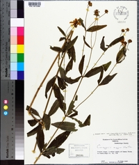 Coreopsis major image