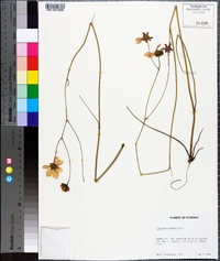 Coreopsis nudata image