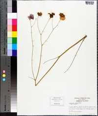 Coreopsis nudata image