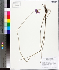 Coreopsis nudata image