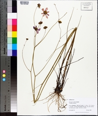 Coreopsis nudata image