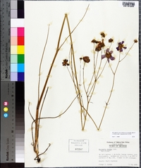 Coreopsis nudata image