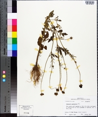 Coreopsis pubescens image