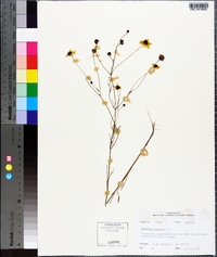 Coreopsis tinctoria image