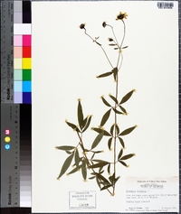 Coreopsis tripteris image