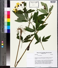 Coreopsis tripteris image