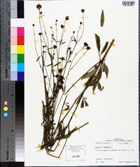 Coreopsis tripteris image