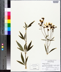 Coreopsis tripteris image