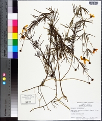 Coreopsis verticillata image