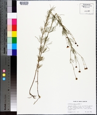 Coreopsis verticillata image