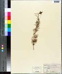 Coreopsis verticillata image