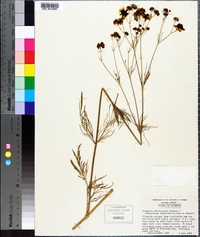 Coreopsis tinctoria image