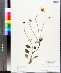 Coreopsis auriculata image