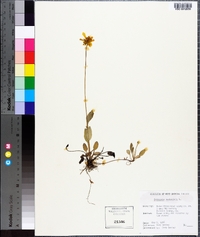 Coreopsis auriculata image