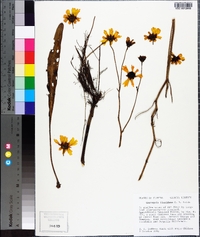 Coreopsis floridana image