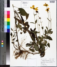 Coreopsis integrifolia image