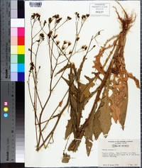 Crepis pulchra image