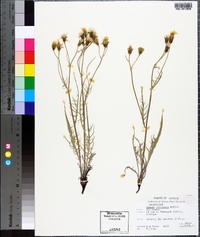 Crepis atribarba image