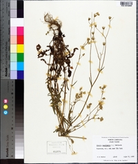 Crepis capillaris image