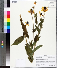 Rudbeckia amplexicaulis image