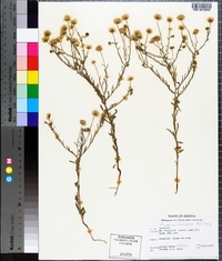 Erigeron divergens image