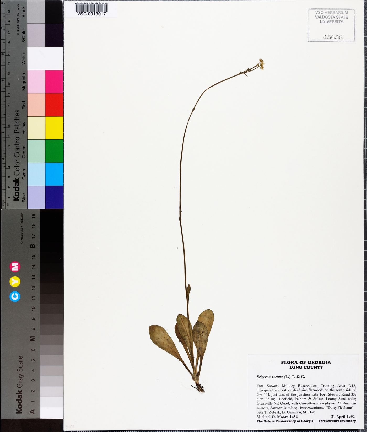 Erigeron vernus image