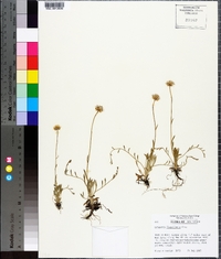 Erigeron flagellaris image