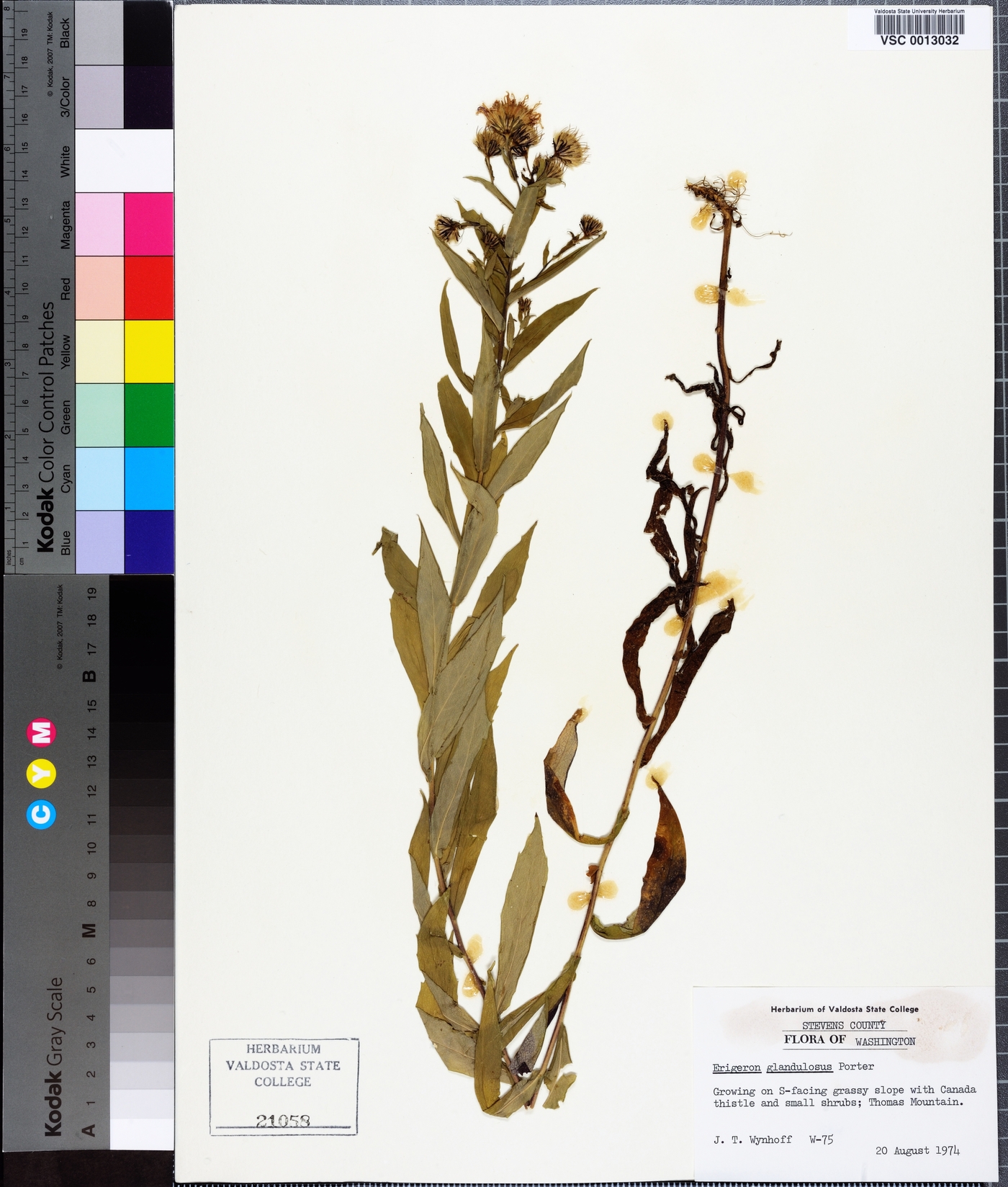 Erigeron vetensis image