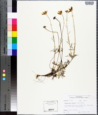 Eriophyllum lanatum image