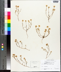 Eriophyllum lanatum image