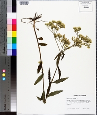 Eupatorium album image