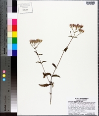 Eupatorium album image
