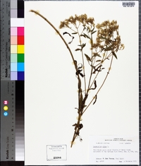 Eupatorium album image