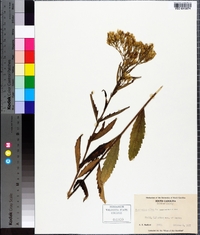 Eupatorium album image