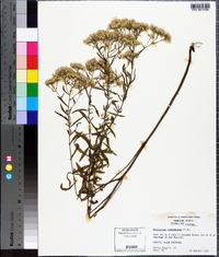 Eupatorium glaucescens image