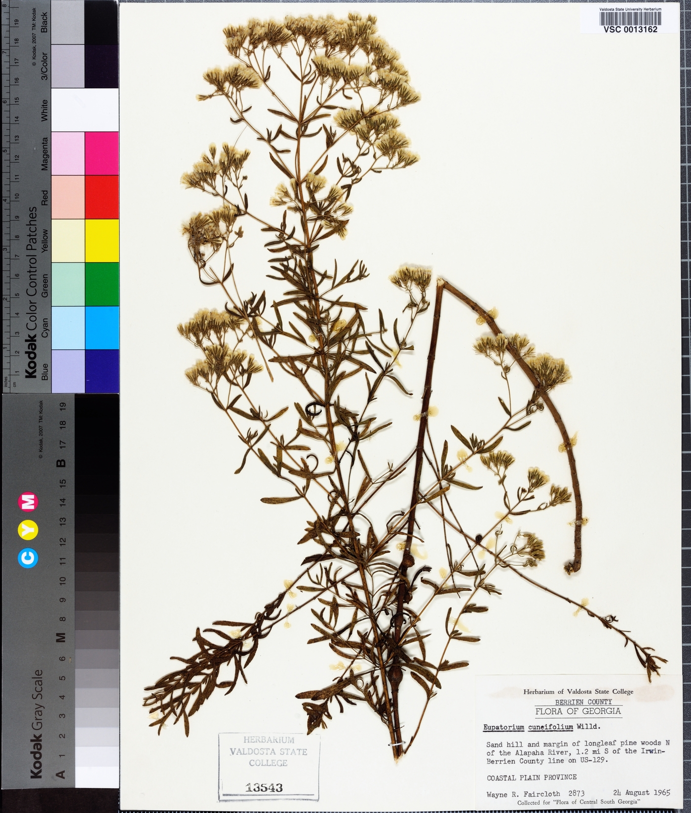 Eupatorium glaucescens image