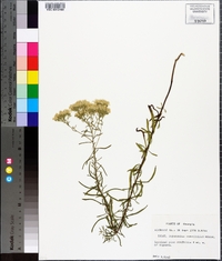 Eupatorium glaucescens image